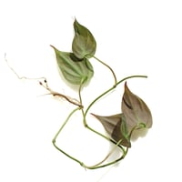 Image 2 of Philodendron 'Micans' - Rooted Cutting