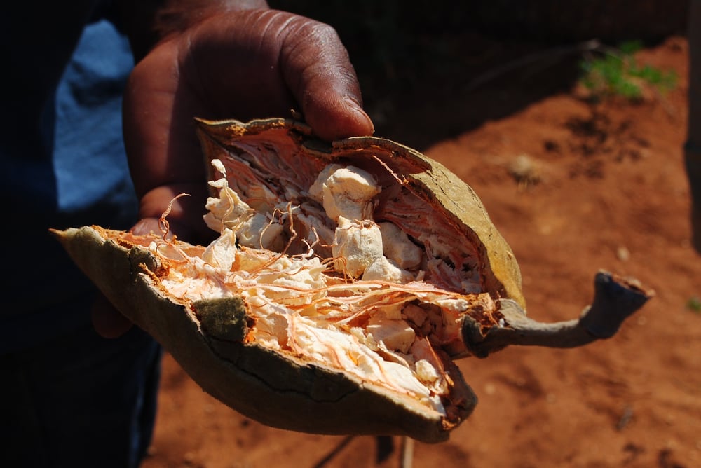LEMONY CHELLO! AFRICAN BAOBAB FRUIT 3 oz.- Poisoning-Fever-Viruses-Painkiller-Aphrodisiac-Heart-