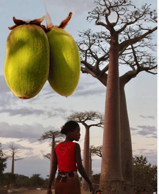 LEMONY CHELLO! AFRICAN BAOBAB FRUIT 3 oz.- Poisoning-Fever-Viruses-Painkiller-Aphrodisiac-Heart-