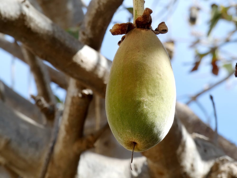LEMONY CHELLO! AFRICAN BAOBAB FRUIT  3 oz.- Poisoning-Fever-Viruses-Painkiller-Aphrodisiac-Heart-
