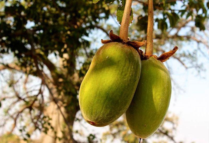 LEMONY CHELLO! AFRICAN BAOBAB FRUIT 3 oz.- Poisoning-Fever-Viruses-Painkiller-Aphrodisiac-Heart-