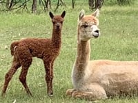 Paint with Alpacas Saturday 30th November 11am at Gumnut Valley in the Hunter