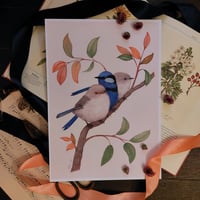 Image 1 of Splendid Fairy Wrens on Lilly Pilly 