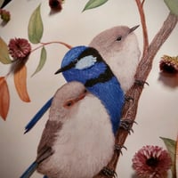 Image 2 of Splendid Fairy Wrens on Lilly Pilly 
