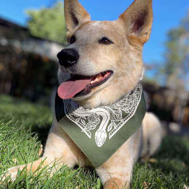 Fern - Snake Bandana