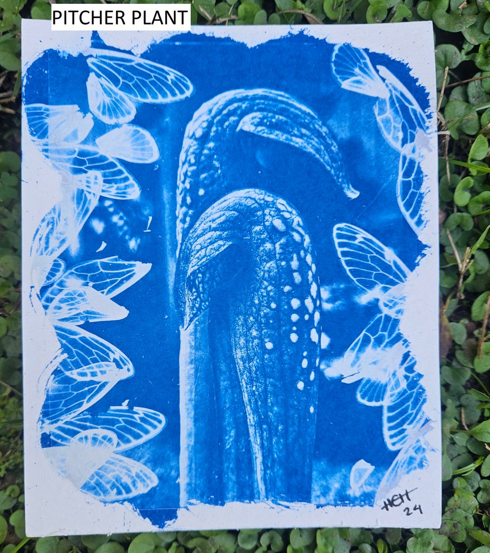 Image of Small Cyanotype Prints