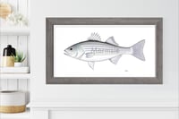 Image 2 of Biggie Striped Bass, 2023 (Print)