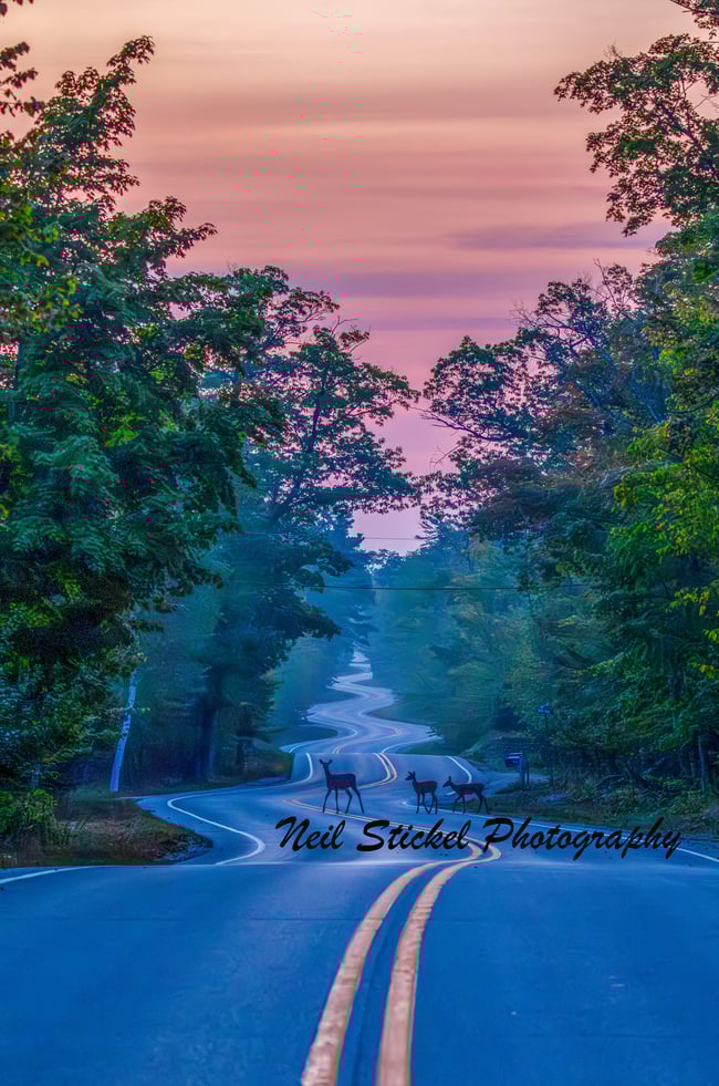 Deer Crossing Curvy Road