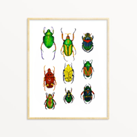 Image 1 of Coleoptera study Watercolor Illustration PRINT 