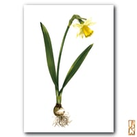 Daffodil Print