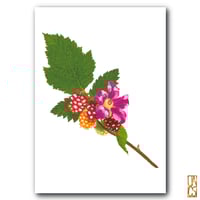 Salmonberry Print