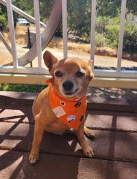 Image 4 of oso espooky set