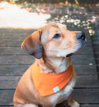 Image 4 of sandy espooky reversible bandana
