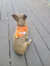 Image 4 of oso espooky bandana