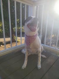 Image 3 of zuri espooky reversible bandana