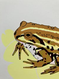 Image 4 of Northern Pool Frog print