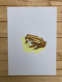 Image 2 of Northern Pool Frog print