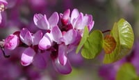 Image 2 of Western Redbud : Cercis occidentalis
