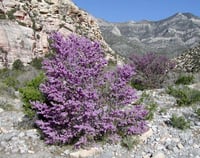 Image 3 of Western Redbud : Cercis occidentalis