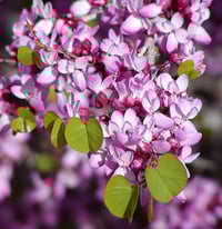 Image 1 of Western Redbud : Cercis occidentalis