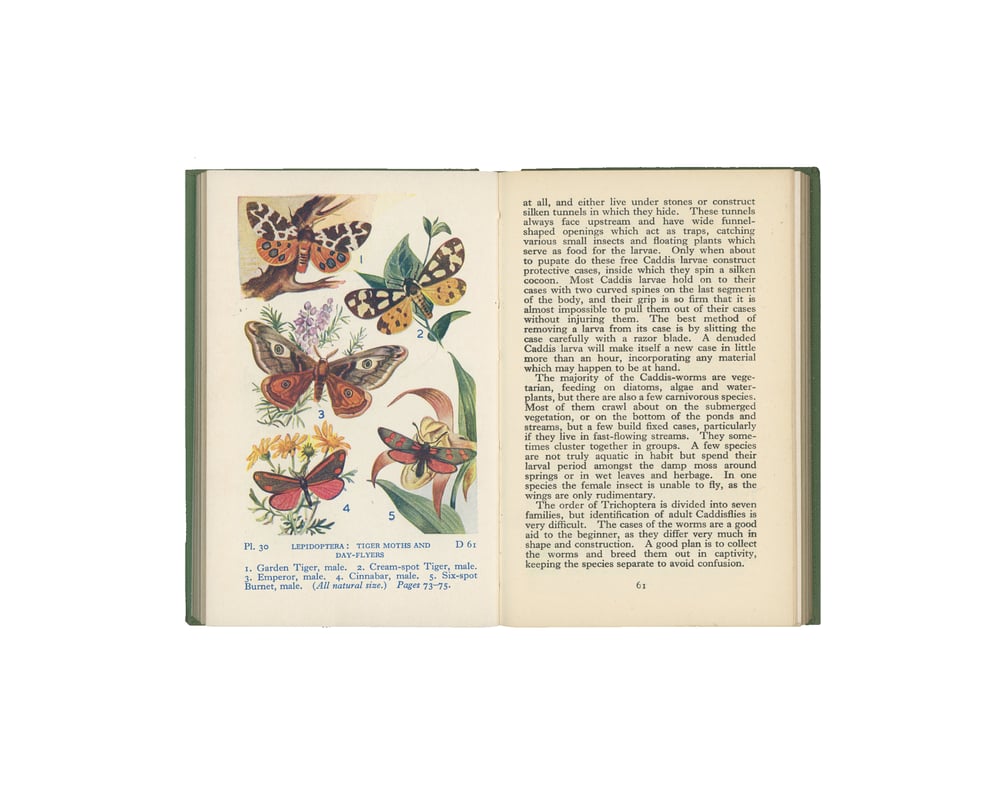 Image of The Observer's Book of Common British Insects & Spiders