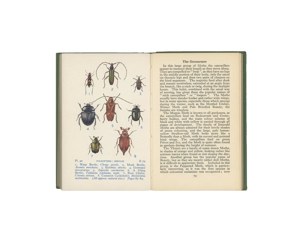 Image of The Observer's Book of Common British Insects & Spiders