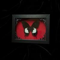 Image 2 of Papilio Albinus Butterfly -Red