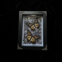 Double Monarch Butterflies - Black Floral