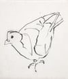 Pigeon (Sketch)