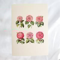 Camelia