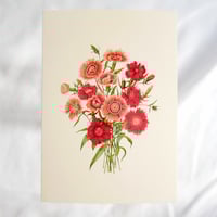Sweet William