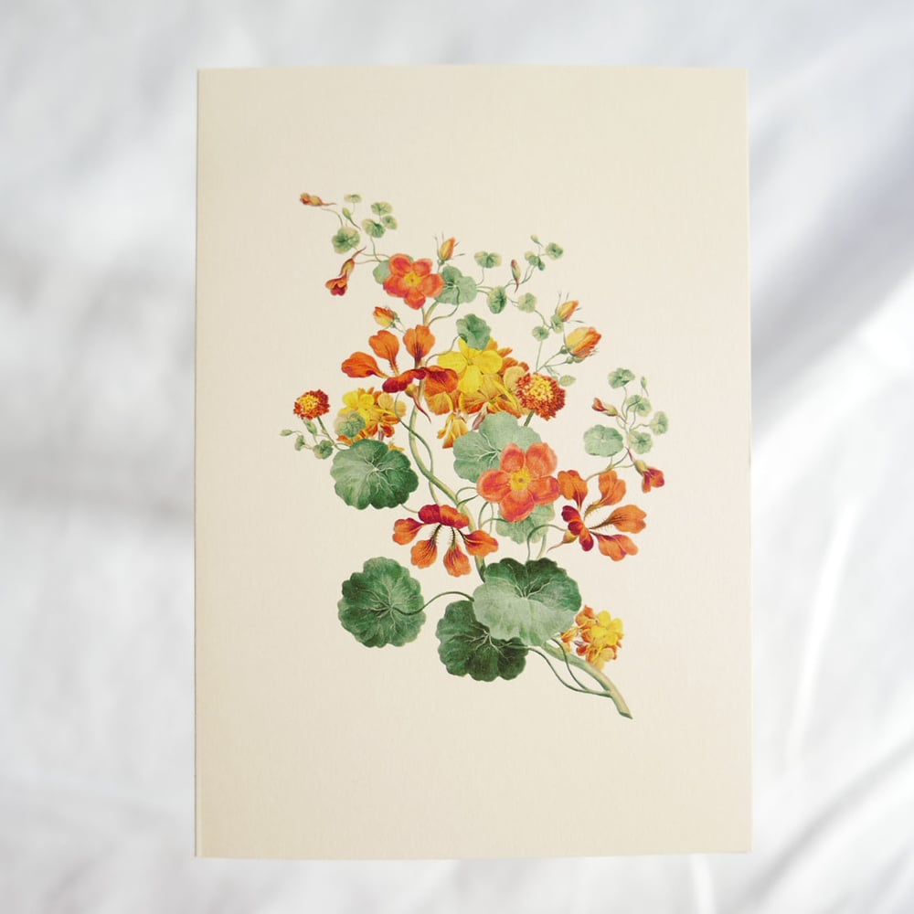 Image of Nasturtium