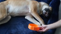 Image 2 of Pet-Friendly Bowl - AMIGO PET BOWL by 3D Shook is a stylish and functional pet bowl.