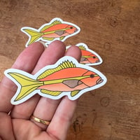 Image 1 of Yellowtail Snapper Sticker