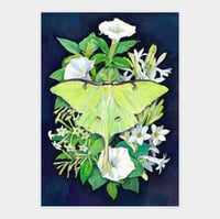 Image 1 of Luna moth & Nocturnal Flowers Original Illustration