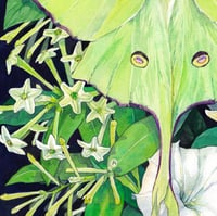 Image 2 of Luna moth & Nocturnal Flowers Original Illustration
