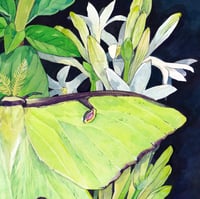 Image 3 of Luna moth & Nocturnal Flowers Original Illustration