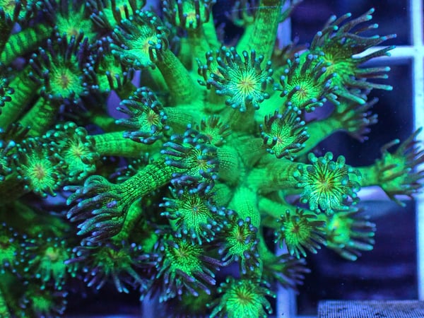 Image of SF Glitter Goni 10 polyps 