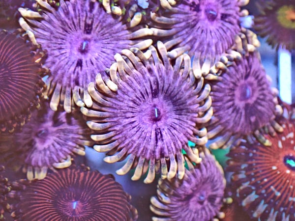 Image of Altered Carbon 3 polyps