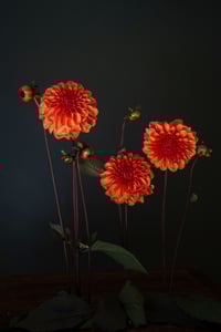 Still Life with David Howard Dahlias