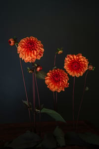 Still Life with David Howard Dahlias 