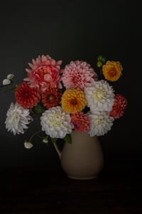 Seaflower Dahlias