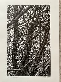 Image 1 of ‘Winter Boughs’ Original Lino Print