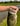 Phat Frog