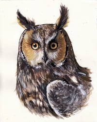 Long-eared Owl Portrait