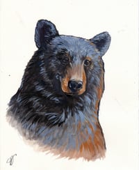 Black Bear Portrait