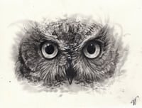 Image 1 of The Owl's Gaze