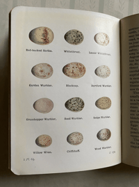 Image 3 of The Birds of the British Isles and their eggs (1)