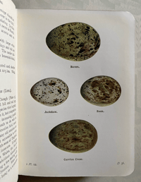 Image 5 of The Birds of the British Isles and their eggs (1)