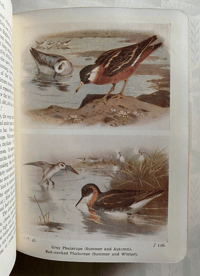 Image 2 of The Birds of the British Isles and their eggs (2)